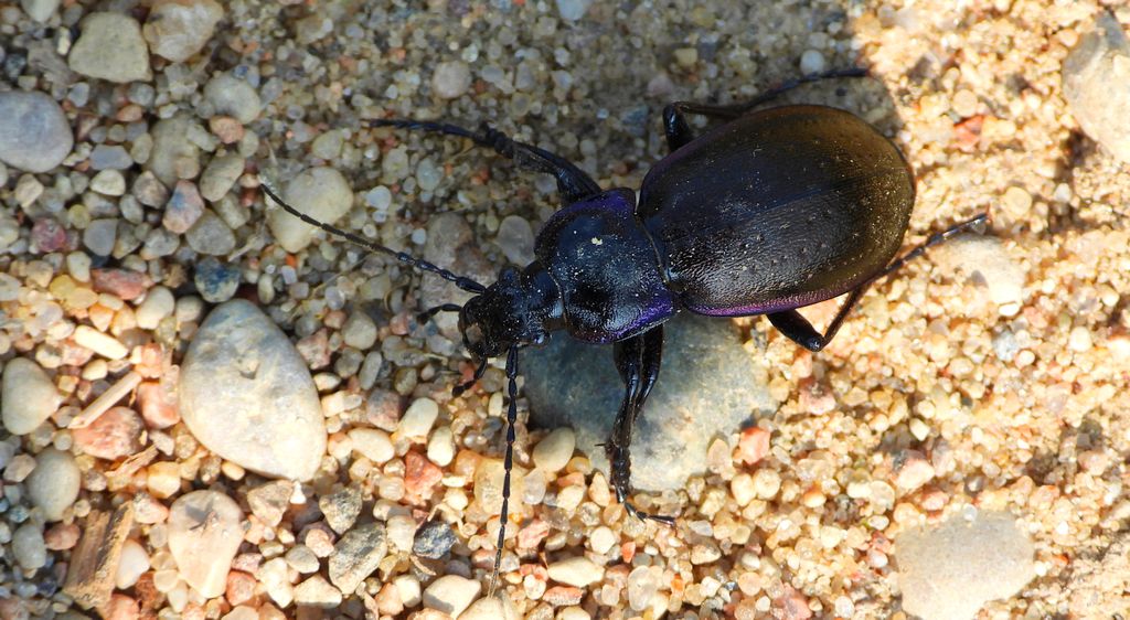 Biegacz gajowy (Carabus nemoralis)