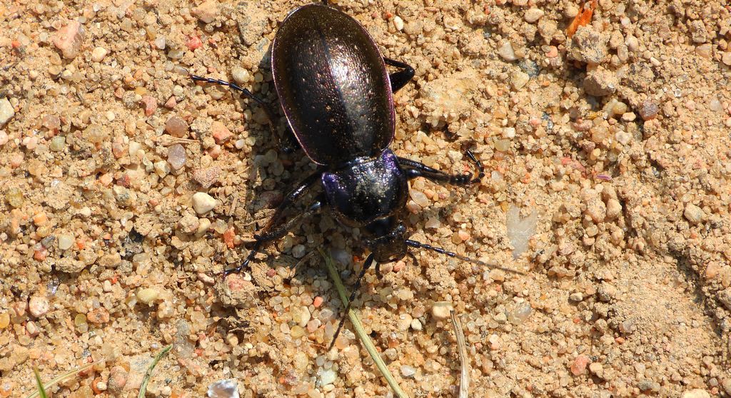 Biegacz gajowy (Carabus nemoralis)