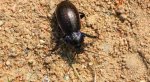 Biegacz gajowy (Carabus nemoralis)