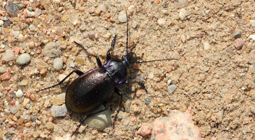 Biegacz gajowy (Carabus nemoralis)