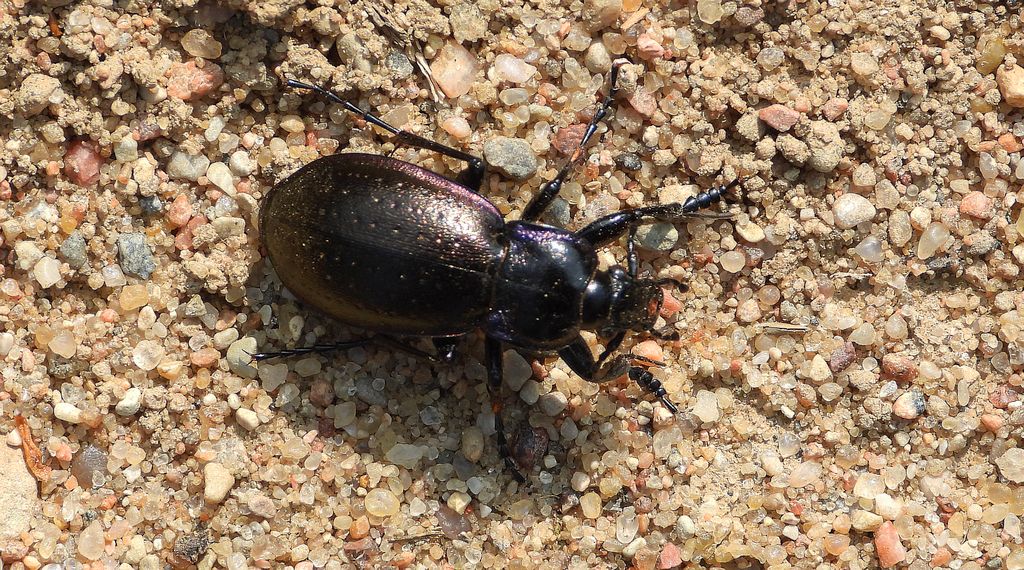 Biegacz gajowy (Carabus nemoralis)