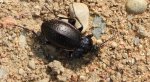 Biegacz gajowy (Carabus nemoralis)