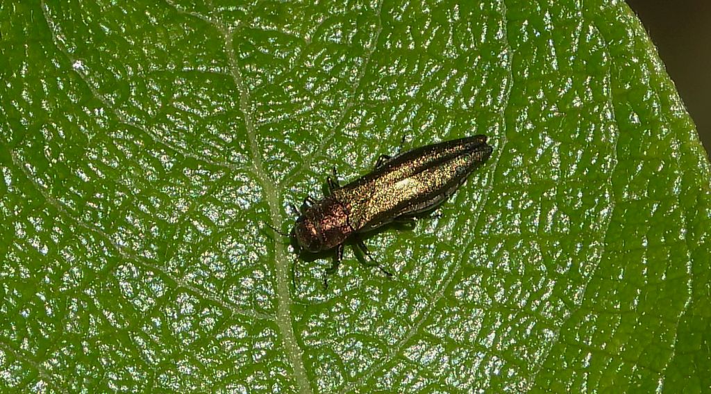 Opiętek zielony (Agrilus viridis)