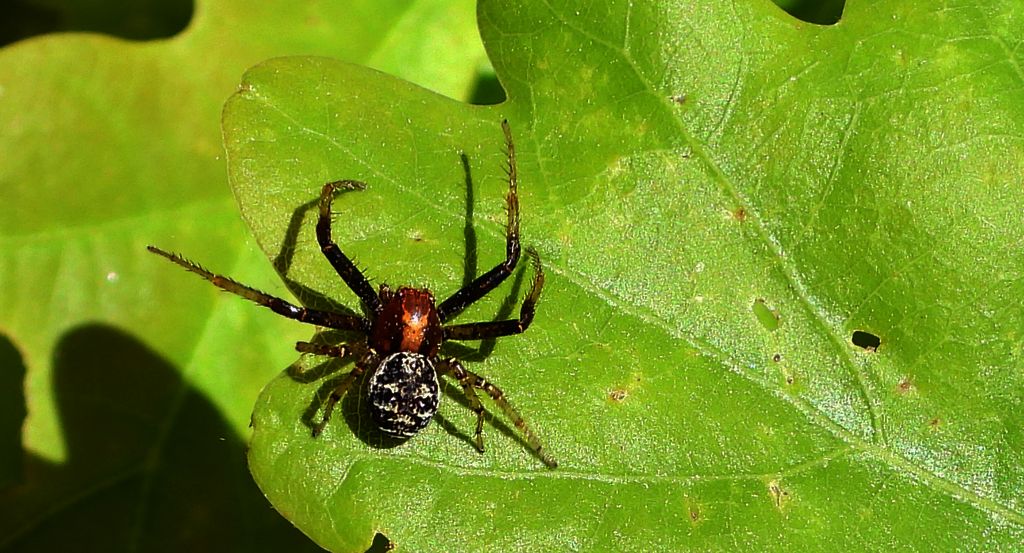 Bokochód boczeń (Xysticus lanio)