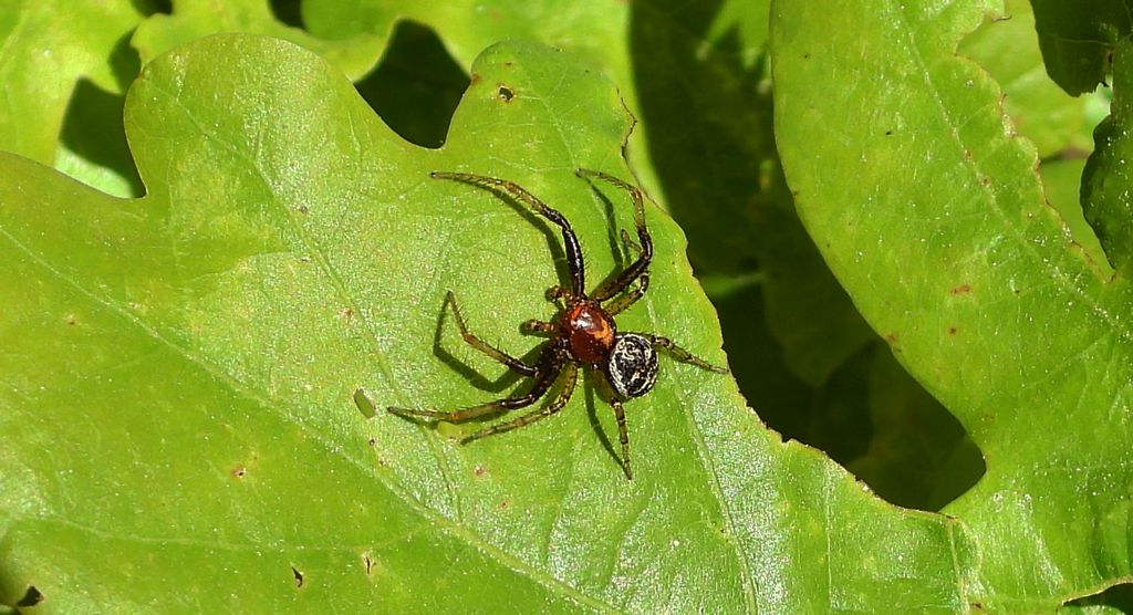 Bokochód boczeń (Xysticus lanio)