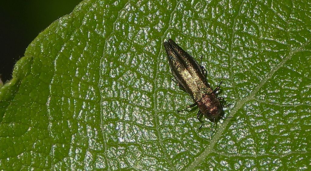 Opiętek zielony (Agrilus viridis)