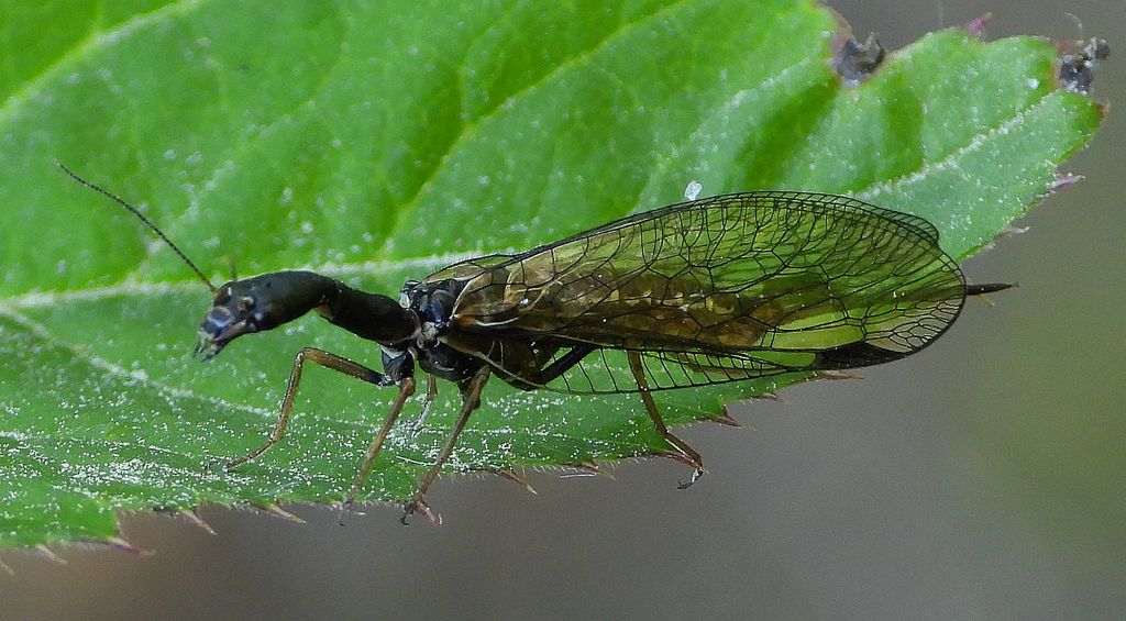 Wielbłądka pospolita (Phaeostigma notata)