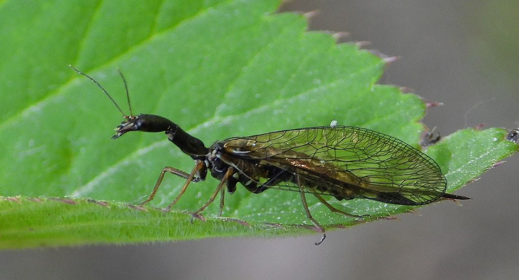 Wielbłądka pospolita (Phaeostigma notata)
