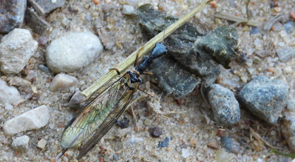 Wielbłądka pospolita (Phaeostigma notata)