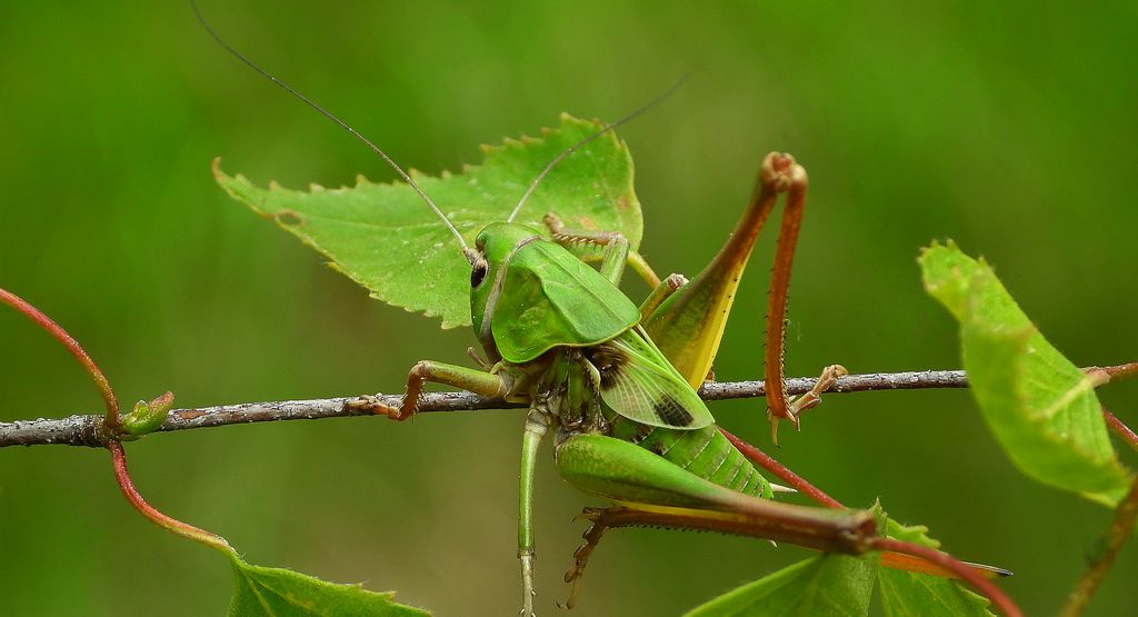 Łatczyn brodawnik (Decticus verrucivorus)
