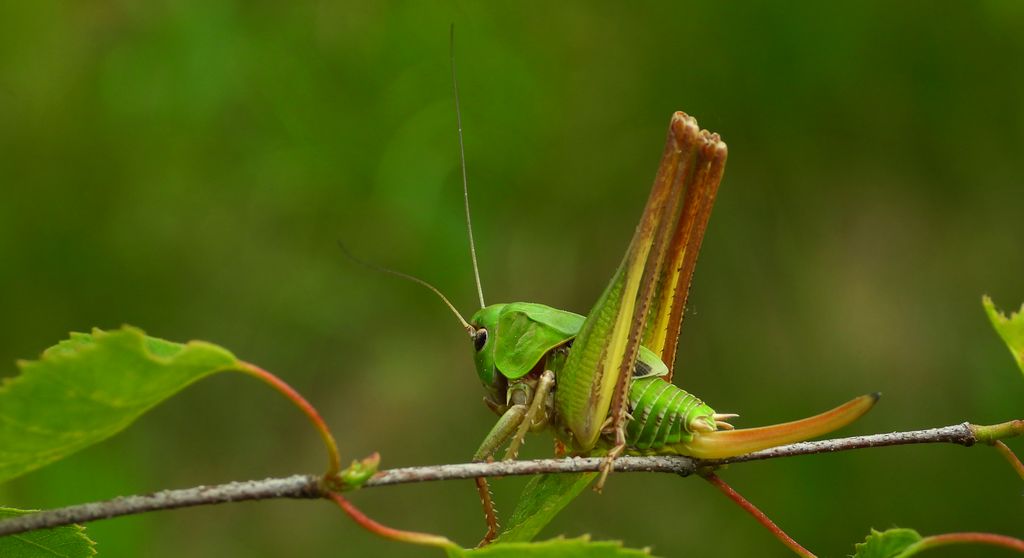 Łatczyn brodawnik (Decticus verrucivorus)