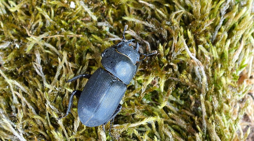 Ciołek matowy, ciołek (Dorcus parallelipipedus)