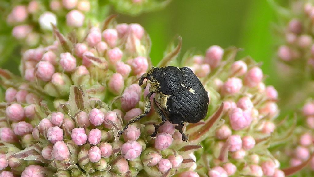 Jednorek kosaćcowy (Mononychus punctumalbum)