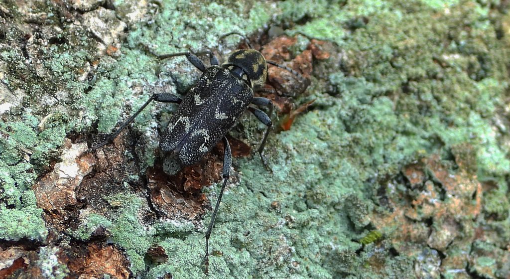 Drzeworadek topolowy (Xylotrechus rusticus)