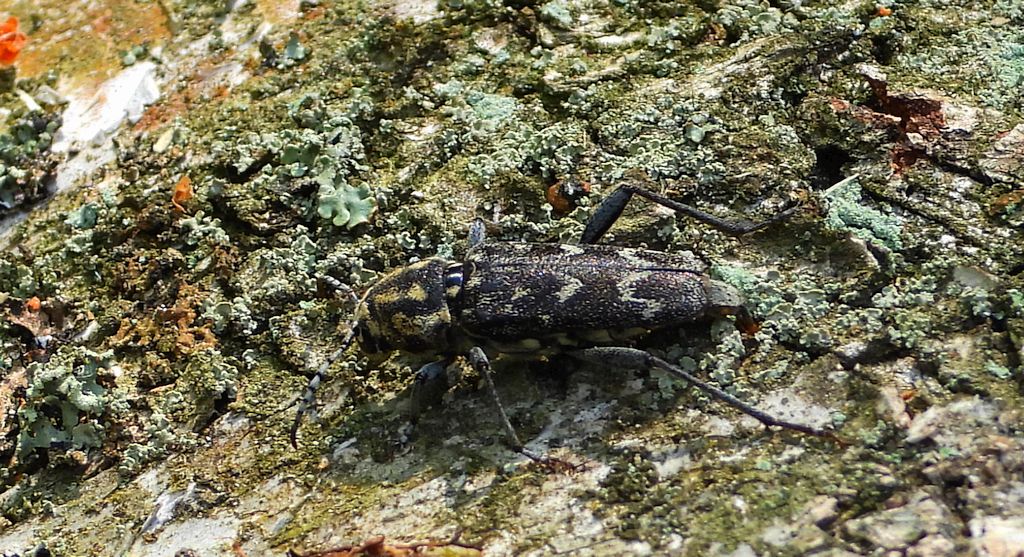 Drzeworadek topolowy (Xylotrechus rusticus)