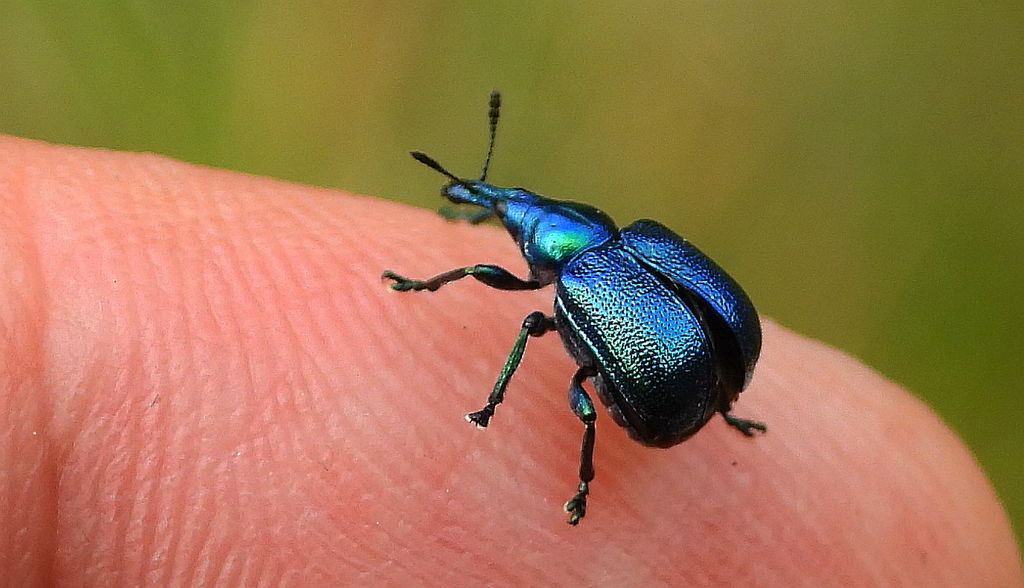 Tutkarz cygarowiec, zdobnik brzozowiec (Byctiscus betulae)