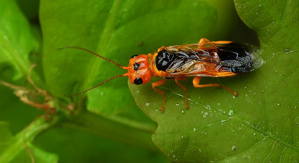 Niesnuja topolowa (Pamphilius festivus)