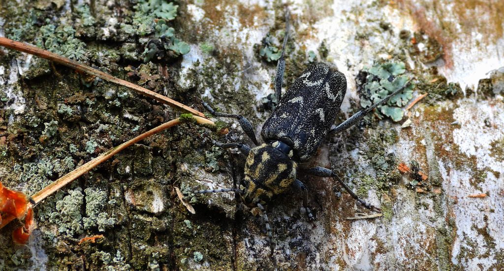 Drzeworadek topolowy (Xylotrechus rusticus)