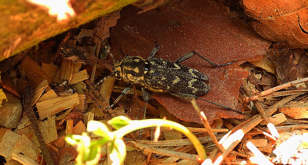 Drzeworadek topolowy (Xylotrechus rusticus)