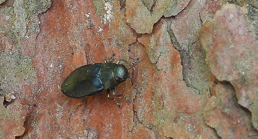 Przypłaszczek granatek (Phaenops cyanea, syn. Phaenops cyaneus)