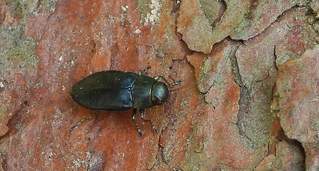 Przypłaszczek granatek (Phaenops cyanea, syn. Phaenops cyaneus)
