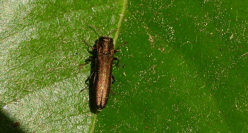 Opiętek wawrzynkowiec (Agrilus integerrimus)