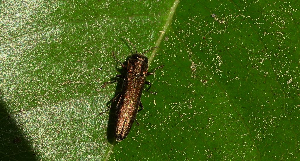 Opiętek wawrzynkowiec (Agrilus integerrimus)