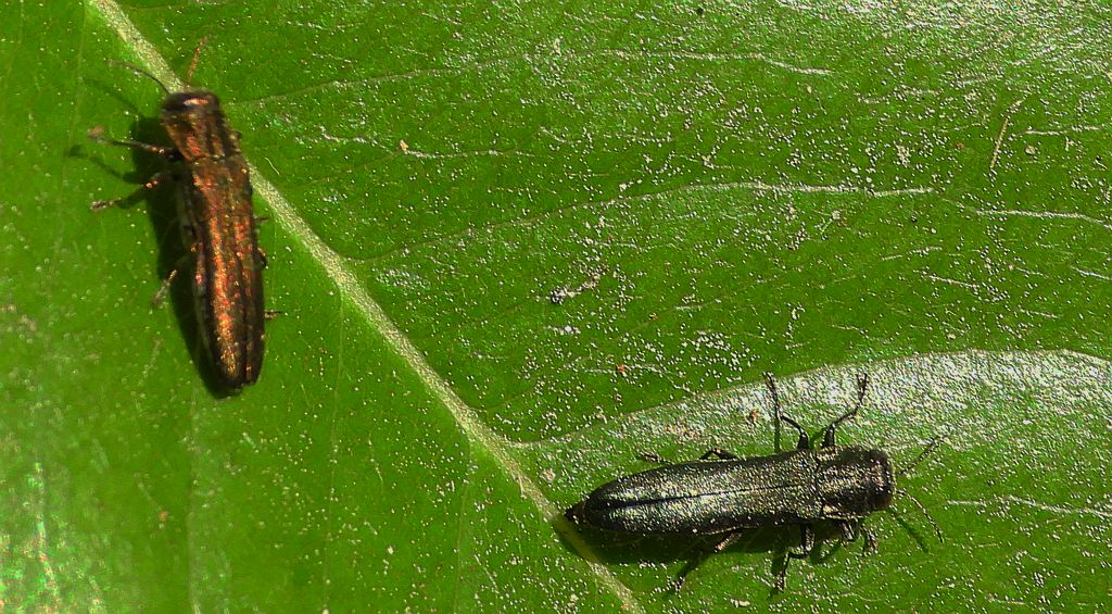 Opiętek wawrzynkowiec (Agrilus integerrimus)