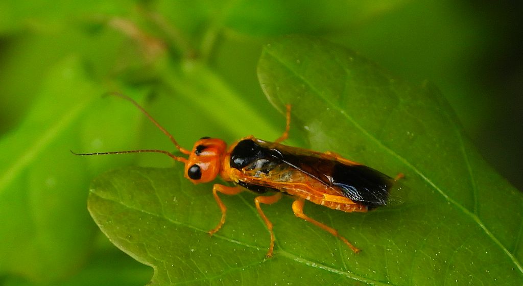 Niesnuja topolowa (Pamphilius festivus)