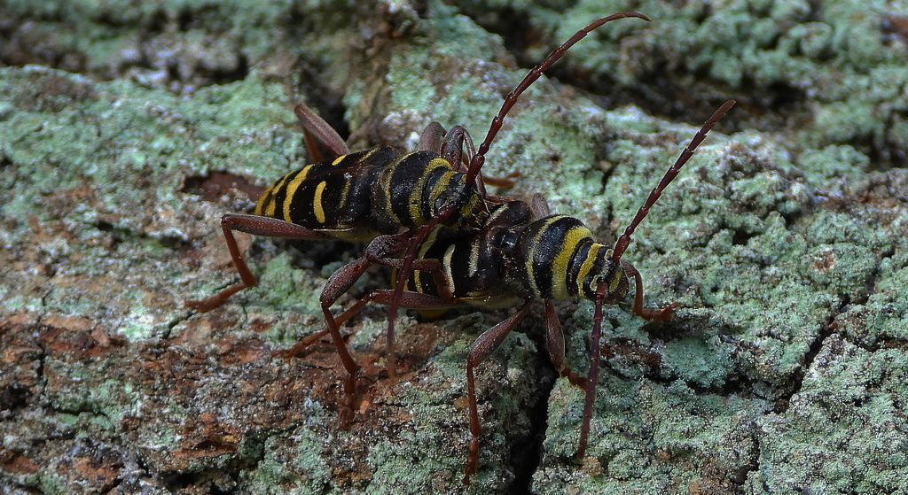 Paśnik niszczyciel (Plagionotus detritus)