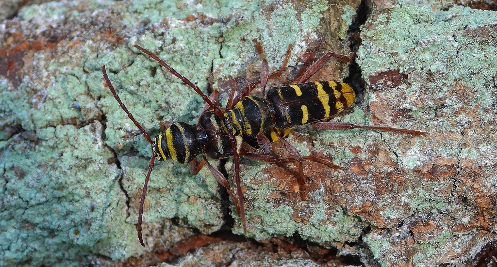 Paśnik niszczyciel (Plagionotus detritus)