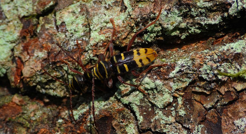 Paśnik niszczyciel (Plagionotus detritus)