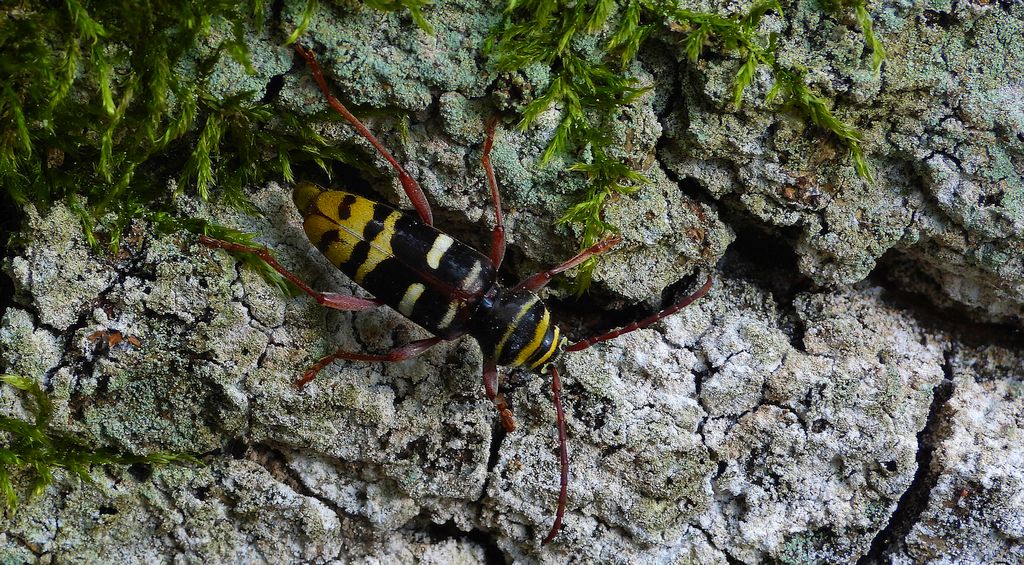 Paśnik niszczyciel (Plagionotus detritus)