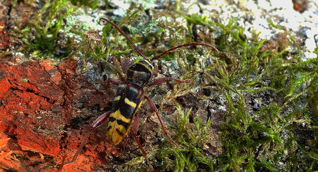 Paśnik niszczyciel (Plagionotus detritus)