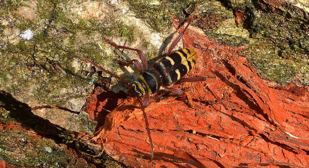 Paśnik niszczyciel (Plagionotus detritus)