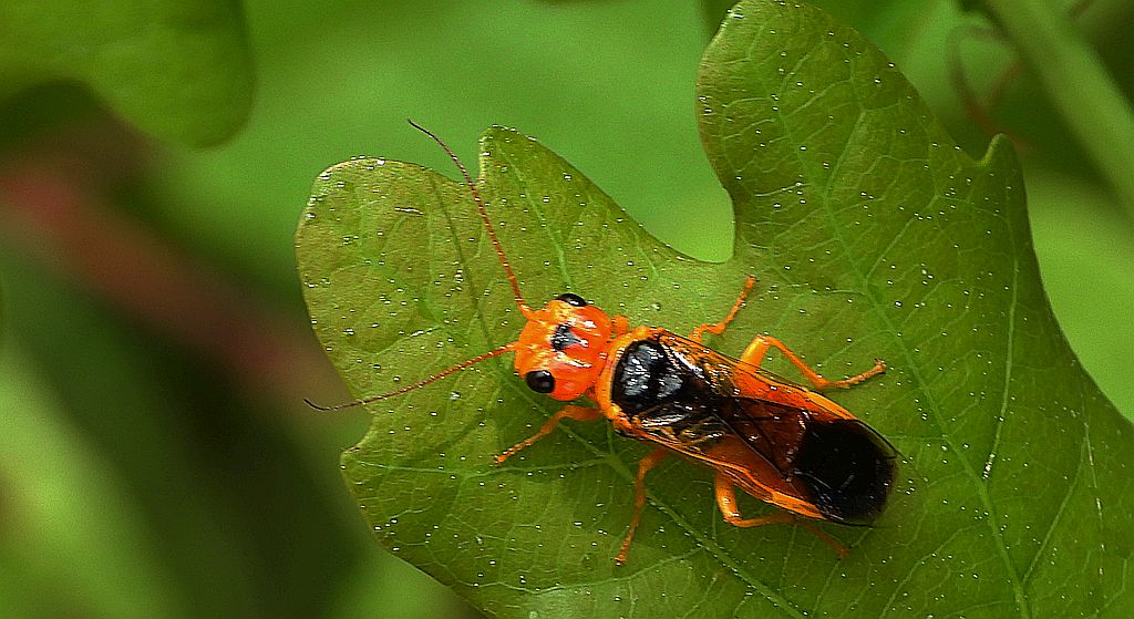 Niesnuja topolowa (Pamphilius festivus)