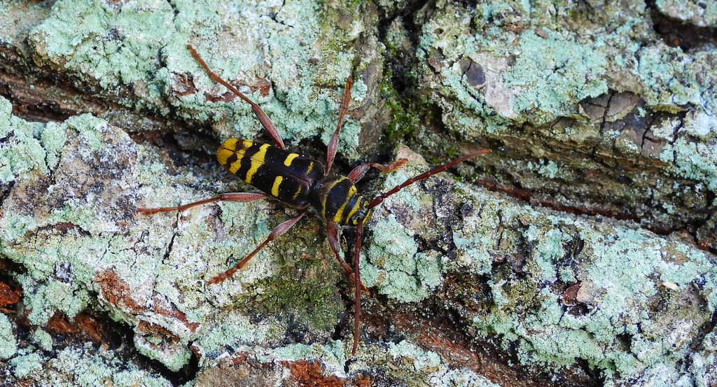 Paśnik niszczyciel (Plagionotus detritus)