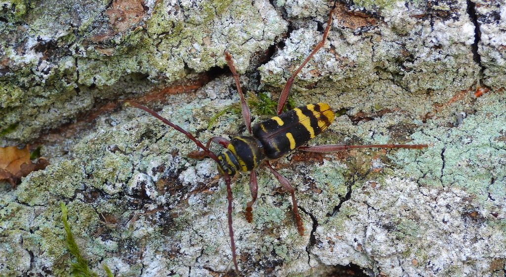 Paśnik niszczyciel (Plagionotus detritus)