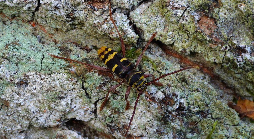 Paśnik niszczyciel (Plagionotus detritus)