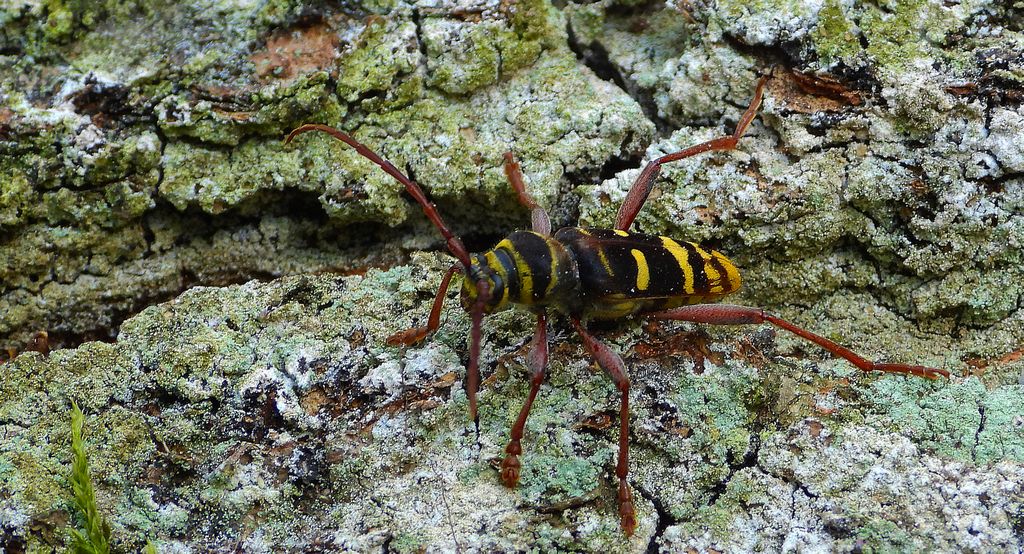 Paśnik niszczyciel (Plagionotus detritus)