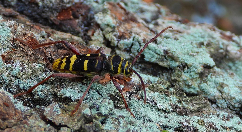 Paśnik niszczyciel (Plagionotus detritus)