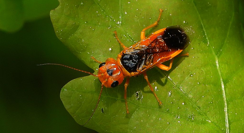 Niesnuja topolowa (Pamphilius festivus)