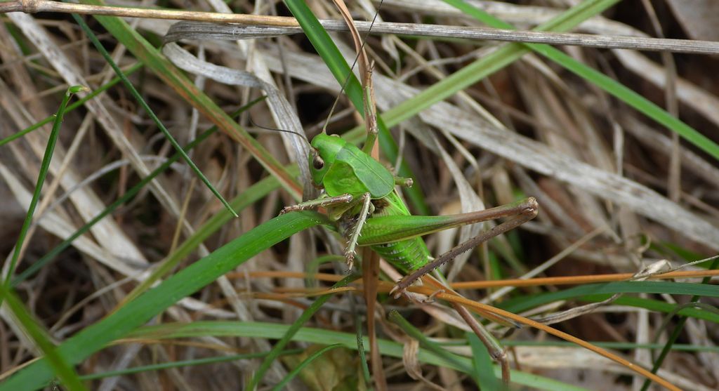 Łatczyn brodawnik (Decticus verrucivorus)