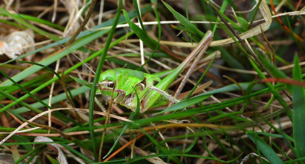 Łatczyn brodawnik (Decticus verrucivorus)
