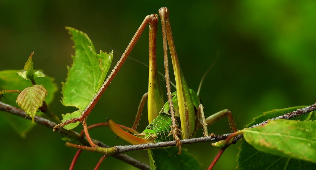 Łatczyn brodawnik (Decticus verrucivorus)