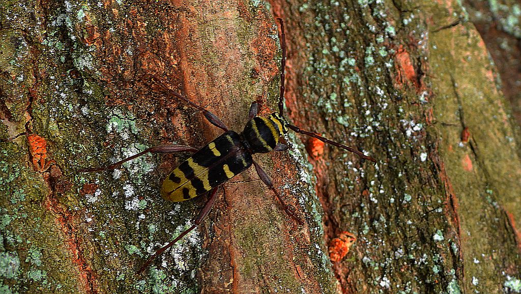 Paśnik niszczyciel (Plagionotus detritus)