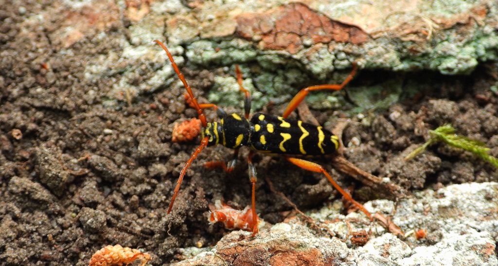 Paśnik pałączasty (Plagionotus arcuatus)