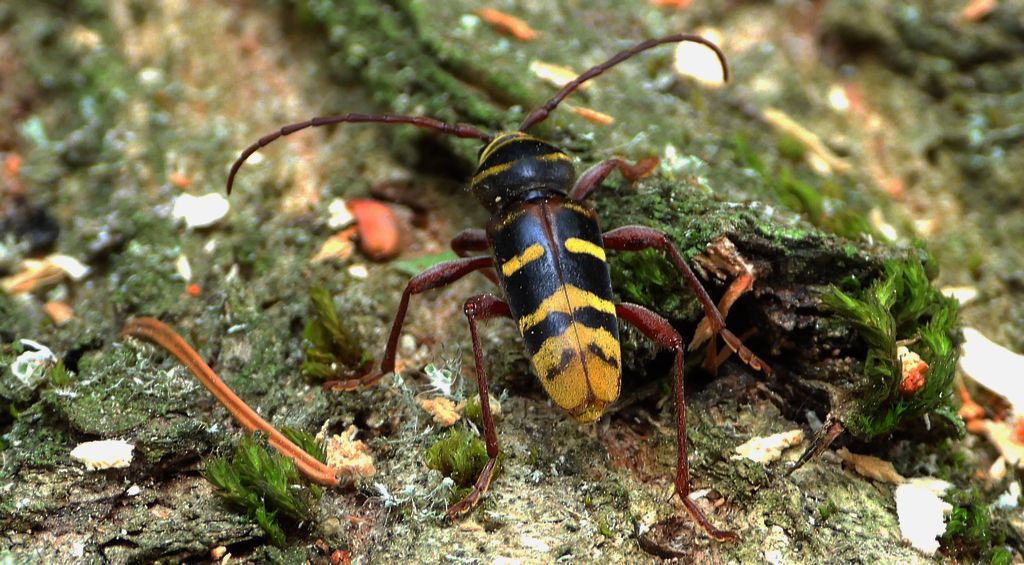 Paśnik niszczyciel (Plagionotus detritus)