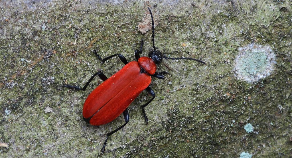 Ogniczek większy (Pyrochroa coccinea)