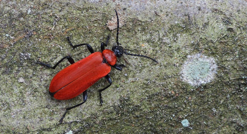 Ogniczek większy (Pyrochroa coccinea)